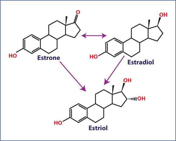 Facts About Estrogen - CareFirst Specialty Blog