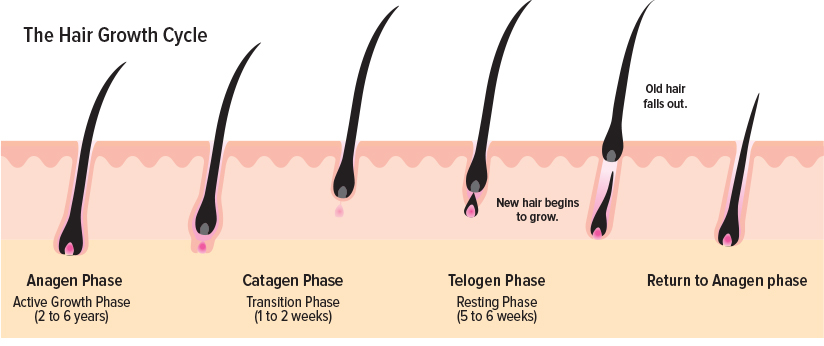 Hair growth cycle Stock Photo  Alamy