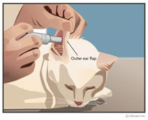 Hyperthyroidism in Cats