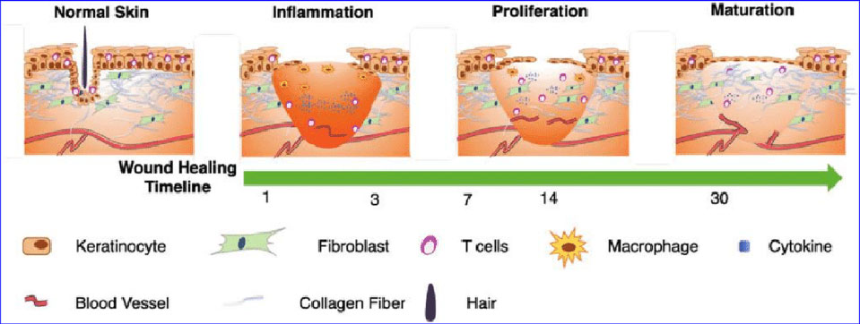 Tissue Repair Phases