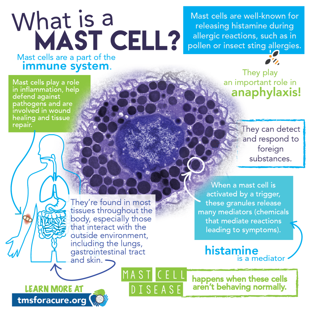 What is a mast cell?